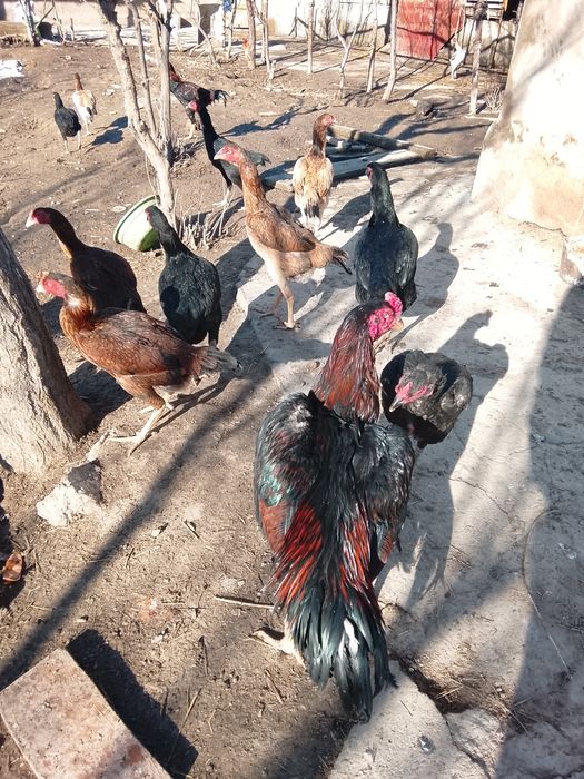 Дакан кораз сатылад