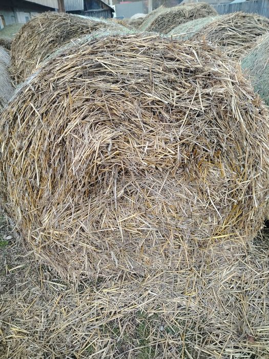 Baloți de paie de grâu.