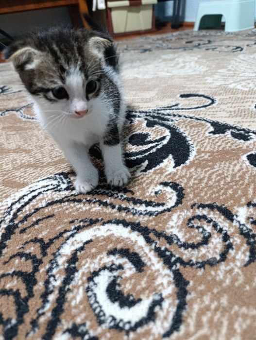 Отдам кошечку бесплатно