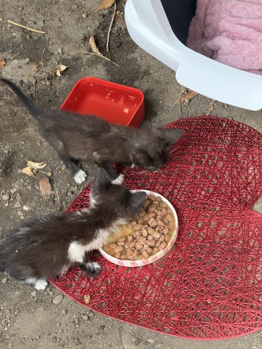 DONEZ 2 pui de pisica urgent