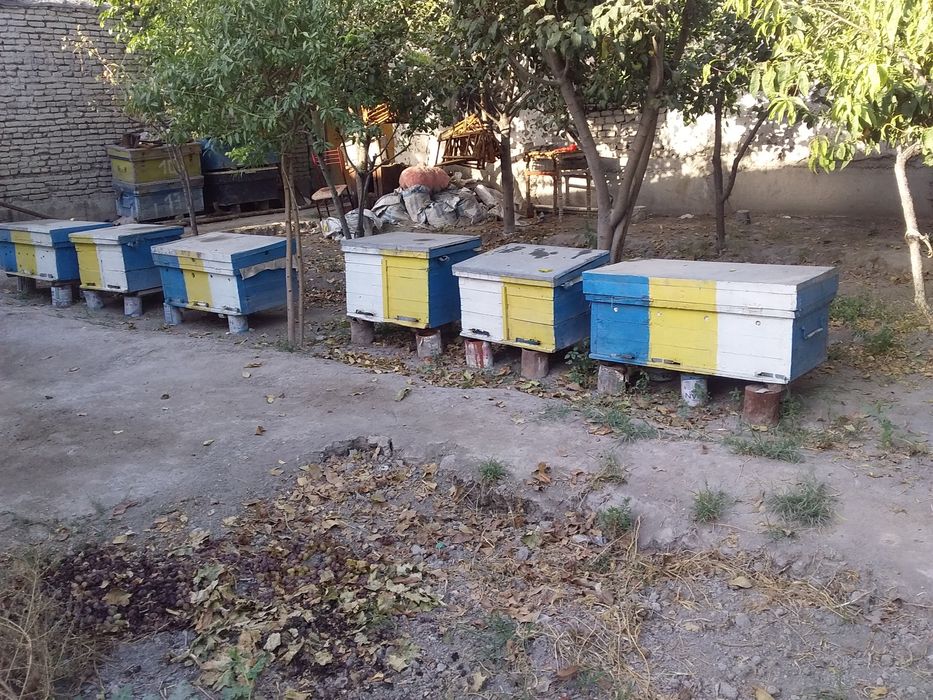 16 та асал ари семияси