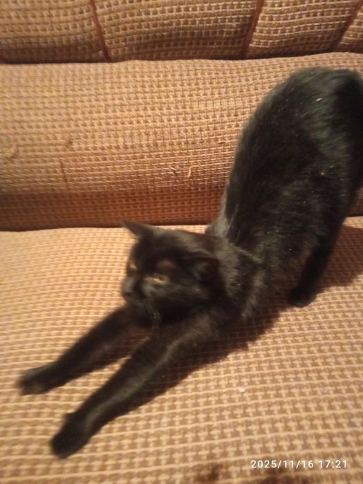 Отдам кошечку 2 года