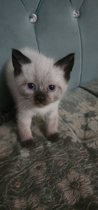 Продается Котята