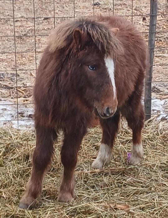 Vând ponei armăsar