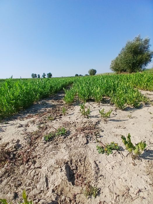 Vand leustean si patranjel la Kg sau legaturi