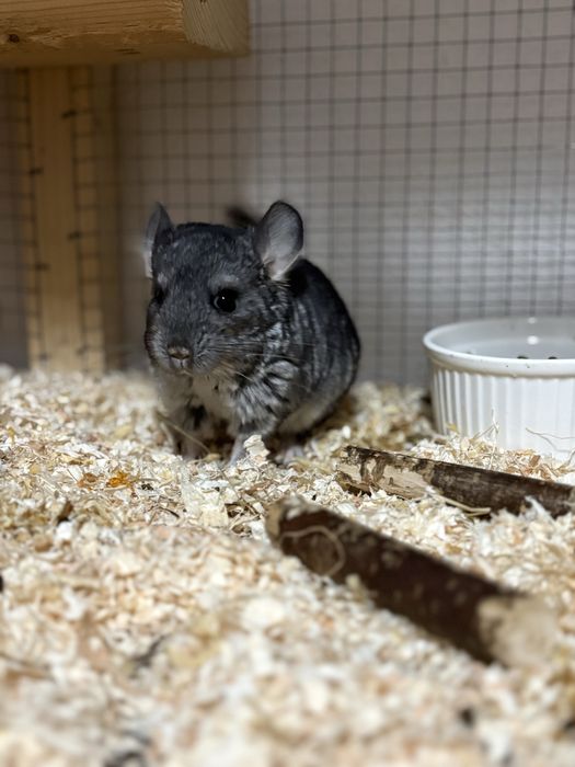 Pui de Chinchilla