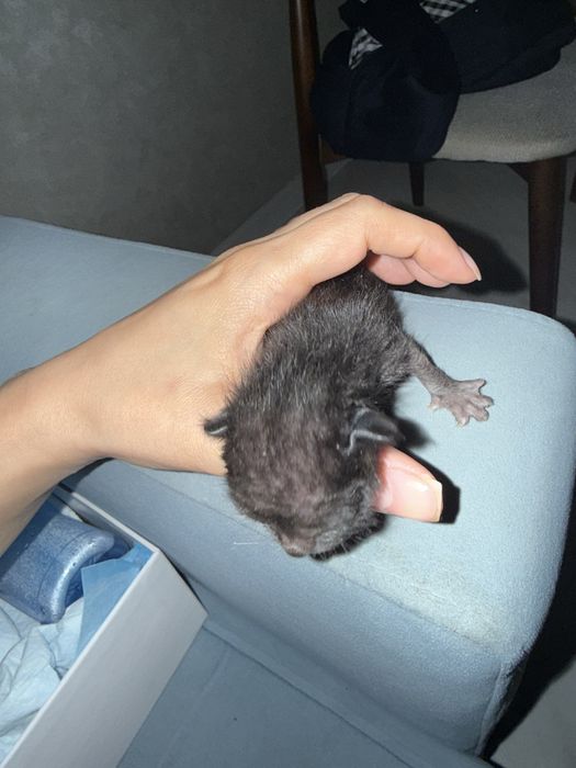 Отдам котят в добрые руки