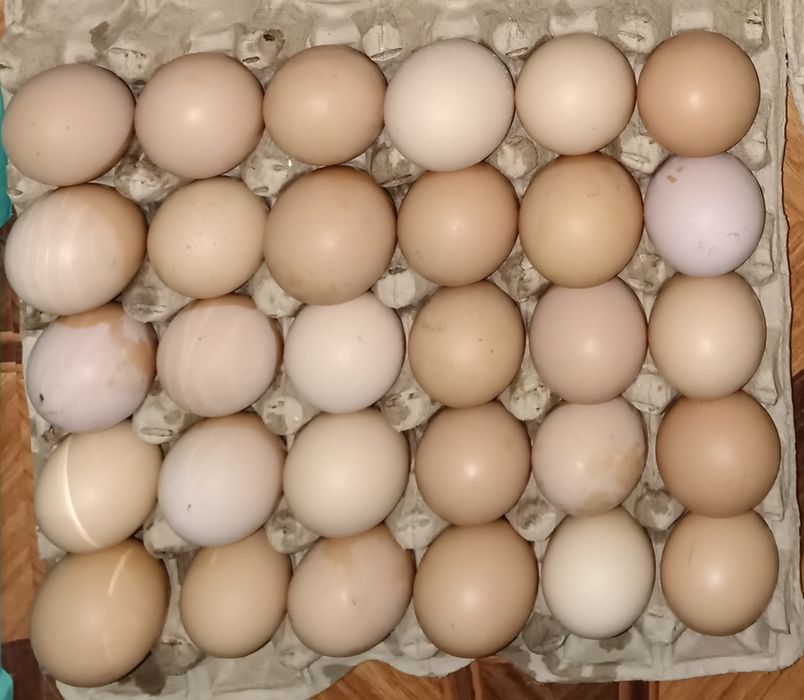 Продаются домашние яйца,
Уй тухуми сотилади.