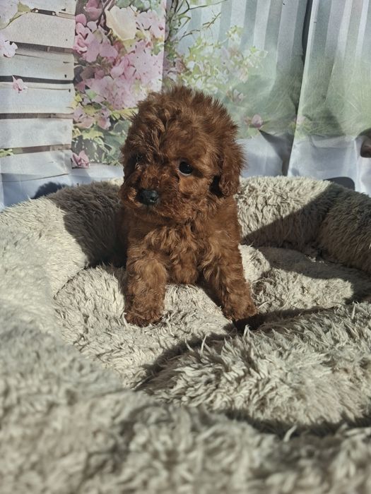 Мини  Пудел   Момченца  и  Момиче