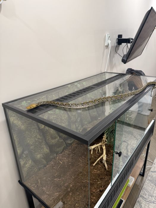 Сетчатый питон самка