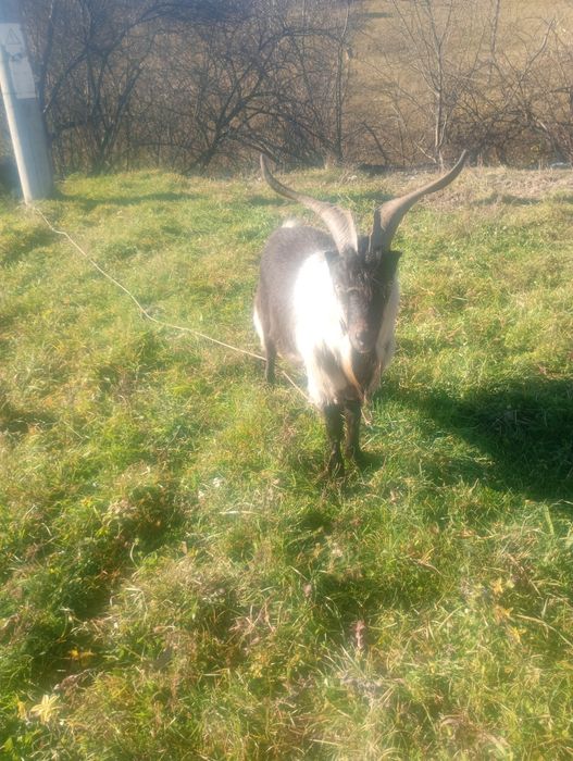 Vând țap Alpin francez