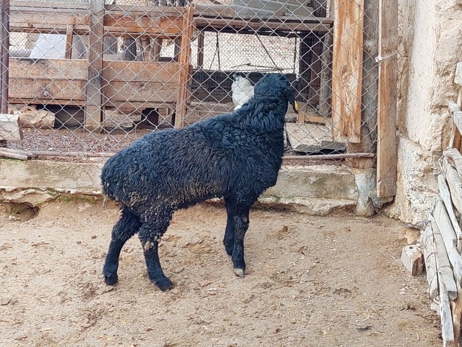 Семіз жем жеп тұрған қошқар сатылады