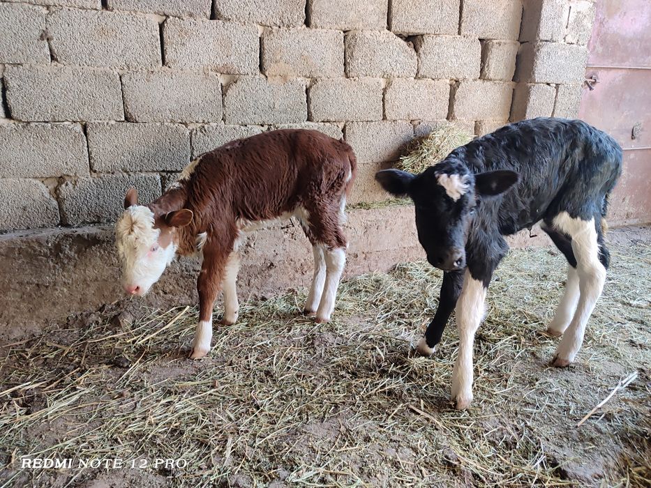Бұзау сатылады екеуіде ұрғашы