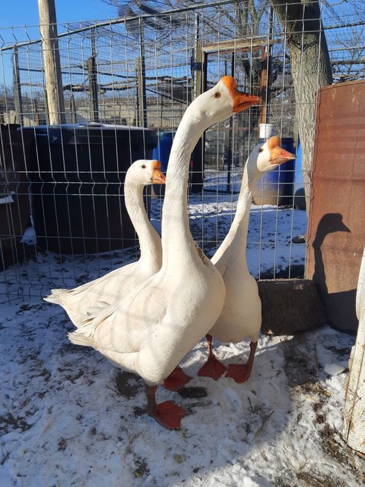 Gâște chinezești originale