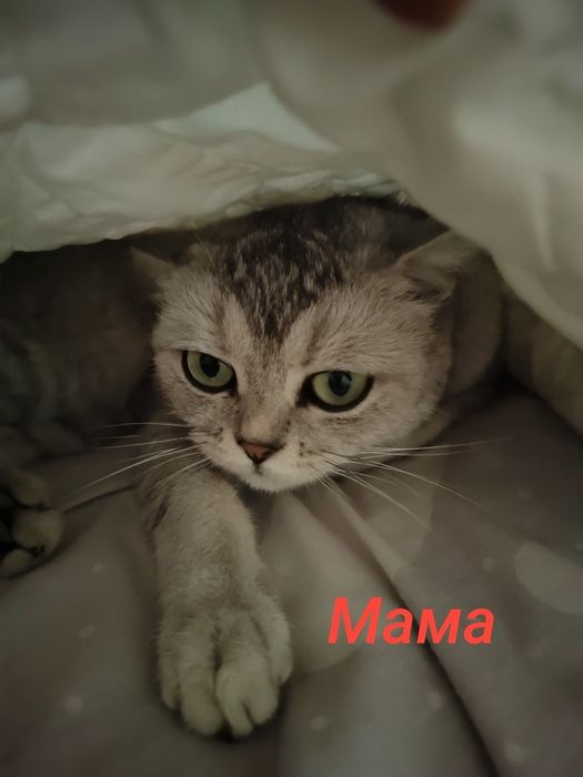 Продаются котята