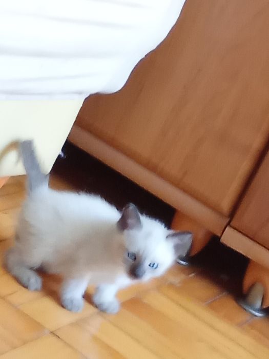 Мъжко сиамско коте  на 2 месеца