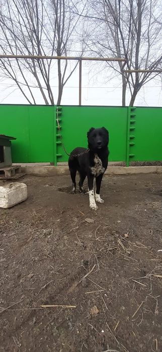 Поводом щенки САО