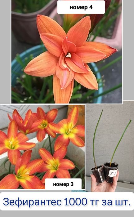 Монстера комнатные цветы