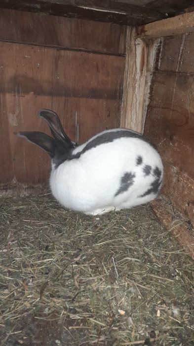 Vând pereche de fluture german