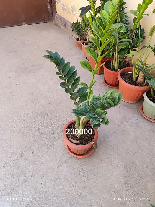 Домашний и офисный цветы Замиокалькус Долларовое дерево