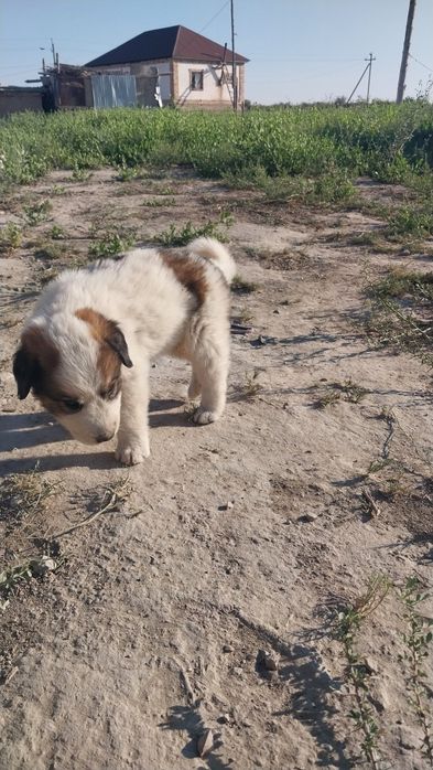 Төбет күшіктер сатылады