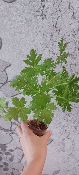 Пеларгония душистая