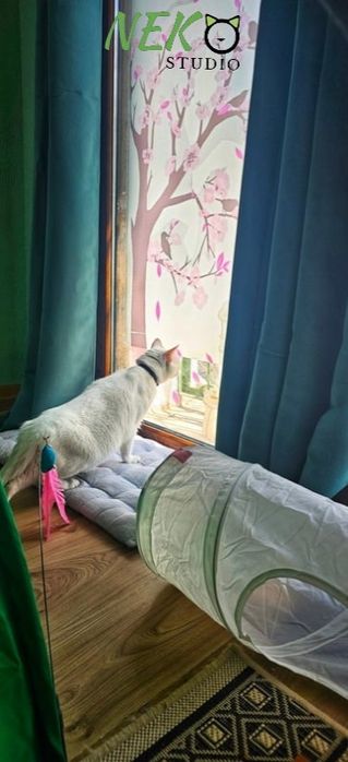 Cazare animale de companie - Pet hotel pisici