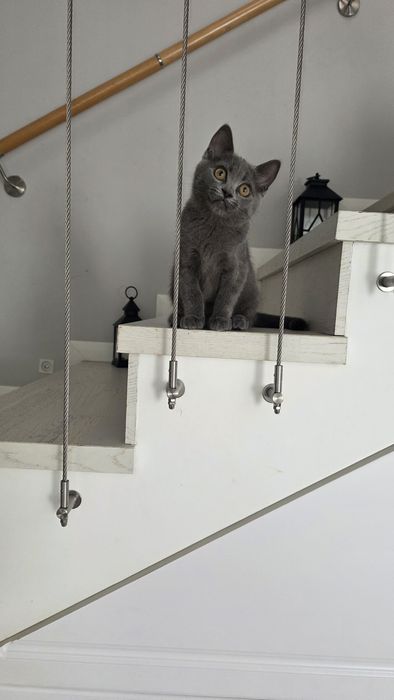 Baietel british shorthair blue