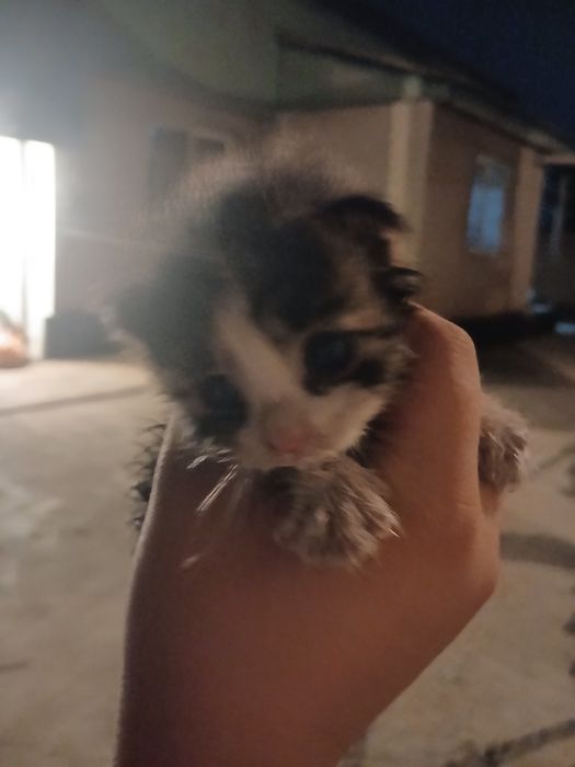 котёнок! свеслоухий