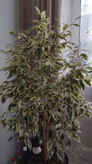 Фикус Бенджамина