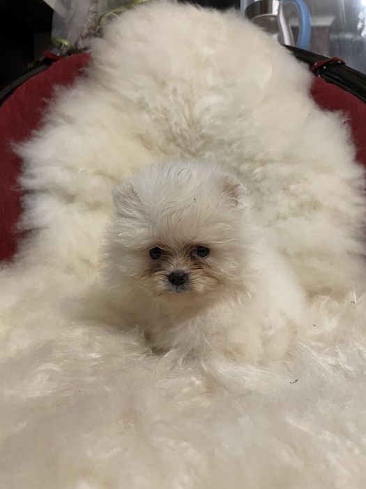 Щенки померанского шпица