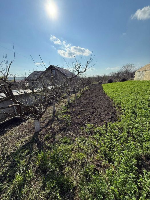 Teren de vânzare cu seră și vie în com. Belcești, jud. Iași