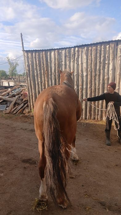 Айғыр сатылады жуас