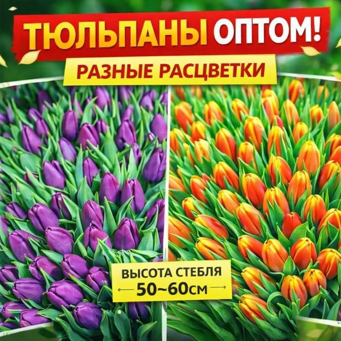 Оптом тюльпаны Павлодар