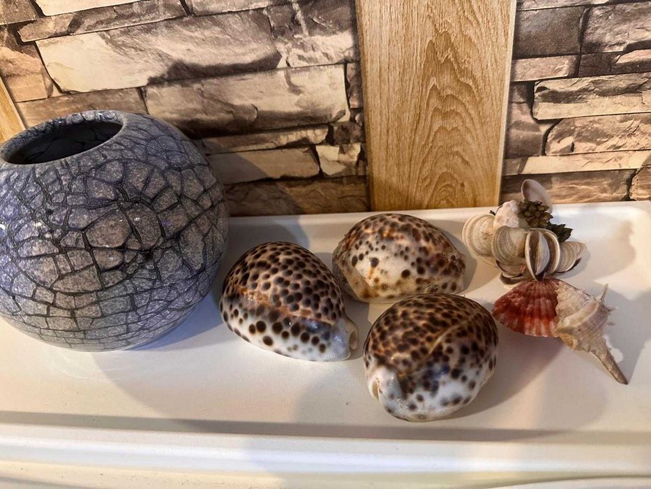 Морска раковина Тигрова Ципрея