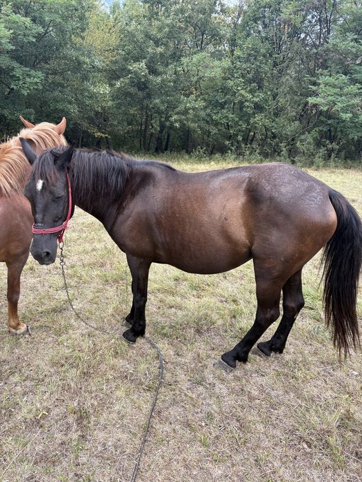 Vand iapă de 10 anii