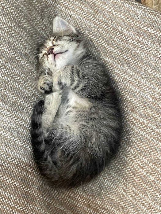 милые серые котята даром