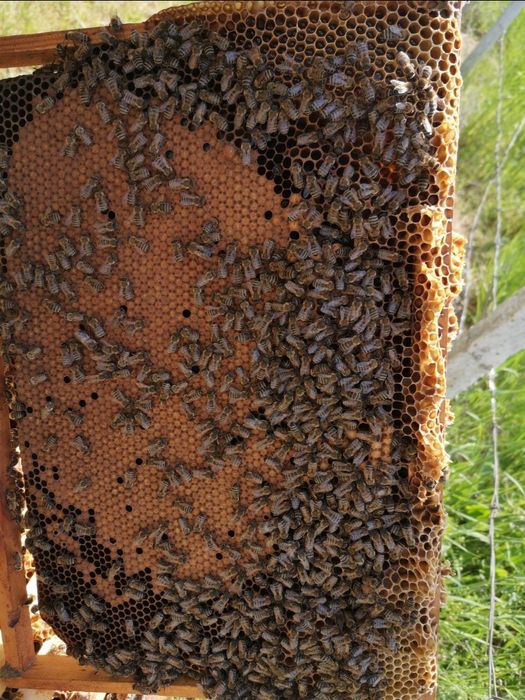 Пчелни майки и отводки 2026