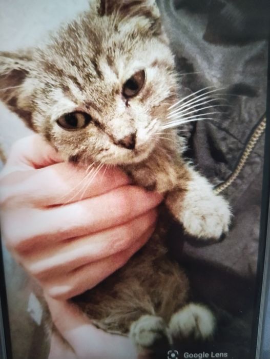 Котенок отдаем СРОЧНО