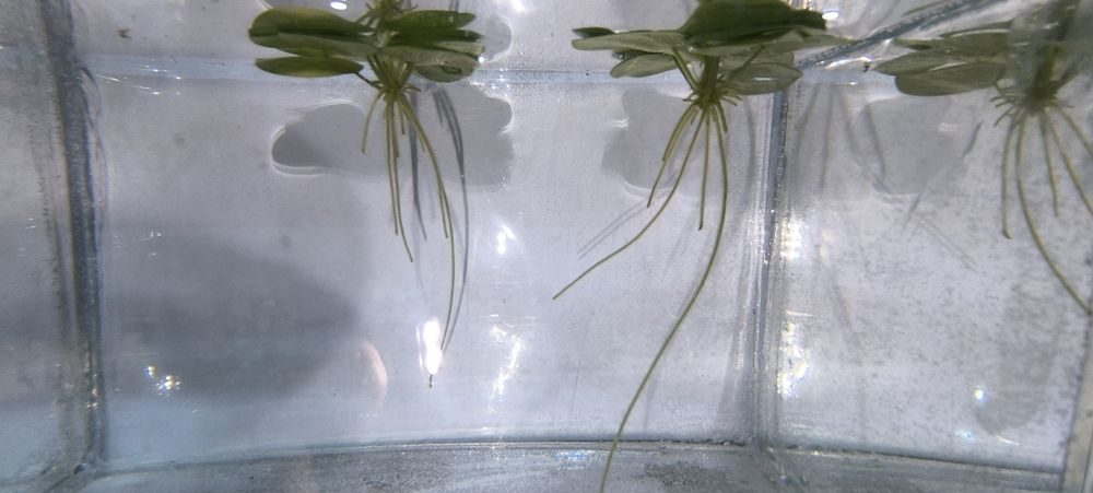 Аквариумное растение Лимнобиум