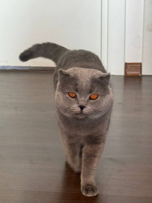 Scottish Fold sotiladi