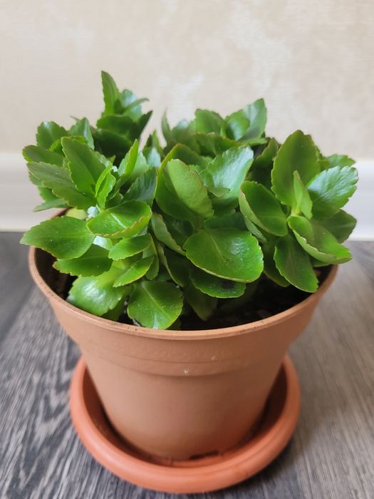 Продам комнатные цветы