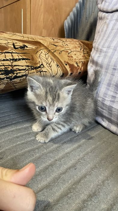 Отдам котят бесплатно