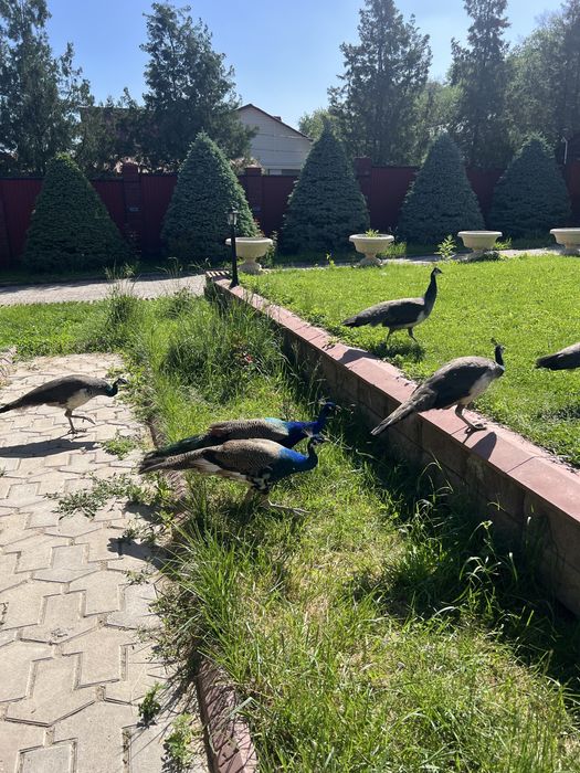 Индийский павлин