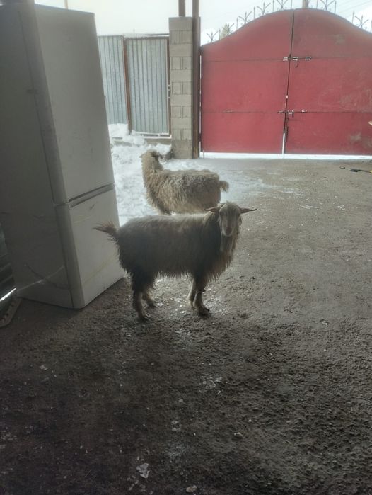 Продам серке ,зааненская теке