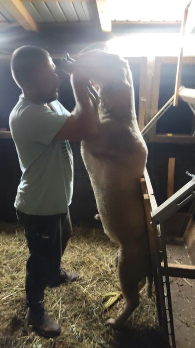 In căutare nou stapan