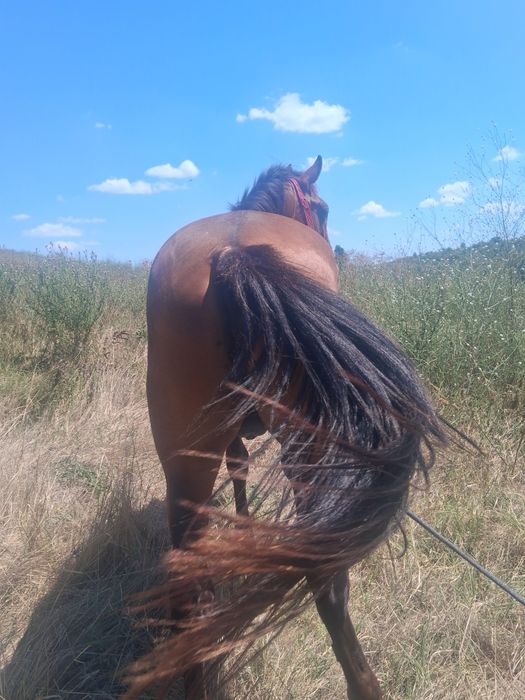 Vând mânz bine întreținut