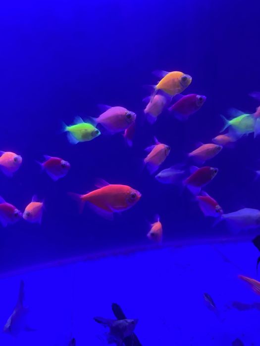 ternetsa,sklari nion xiwniklarambor mirni baliqlar Akvashop bukhara/tg