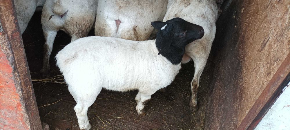 Vând oi rasa dorper