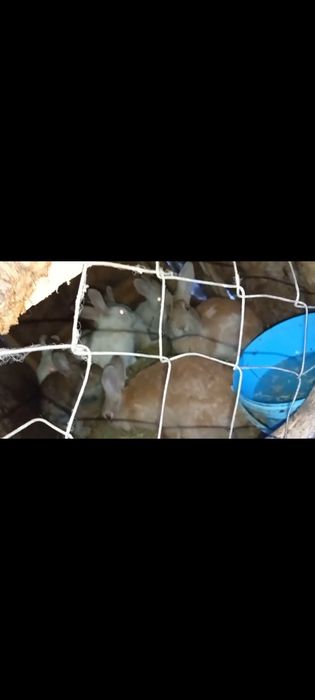 Vând  epurii Judetul Vaslui Sat Mitoc Preț 60 lei bucata